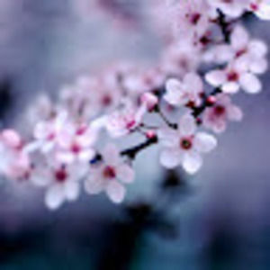 Meet your Posher, Hailey